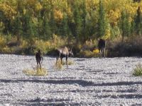 some moose in Denali