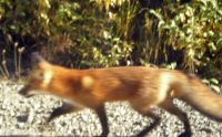 this red fox walked right by the bus