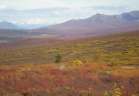 view of the Denali tundra