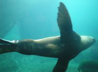 underwater viewing of Stellar sea lion 